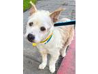 Theodore, Cairn Terrier For Adoption In Beverly Hills, California