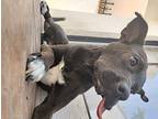 Denali, American Pit Bull Terrier For Adoption In Chula Vista, California