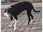Tessa, Airedale Terrier For Adoption In Chula Vista, California