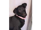 Mindy, Labrador Retriever For Adoption In Napa, California