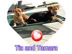 Tia & Tamara, Dachshund For Adoption In Hollywood, Florida