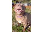 Grace, American Pit Bull Terrier For Adoption In Blackwood, New Jersey
