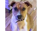 Bella Bleu, American Pit Bull Terrier For Adoption In Somerset, Kentucky