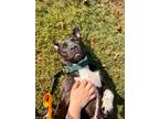 Oreo, American Pit Bull Terrier For Adoption In Knoxville, Tennessee