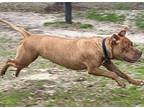 Skittles, American Pit Bull Terrier For Adoption In Byron, Georgia