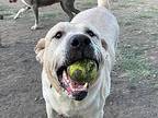 Ck Cp, Labrador Retriever For Adoption In Beverly Hills, California