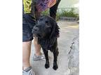 Wolfie Cp, Flat-coated Retriever For Adoption In Beverly Hills, California