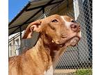 Mabel, American Pit Bull Terrier For Adoption In Malakoff, Texas
