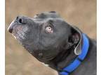 Boss, American Pit Bull Terrier For Adoption In Byron, Georgia