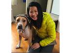 Snuggles, American Pit Bull Terrier For Adoption In Ojai, California
