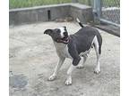 Leona, American Pit Bull Terrier For Adoption In Byron, Georgia