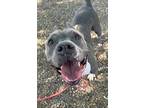Heaven, Staffordshire Bull Terrier For Adoption In Chandler, Arizona