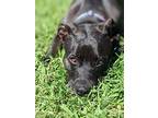 Ninja, American Staffordshire Terrier For Adoption In Benicia, California