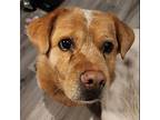 Wingo, Labrador Retriever For Adoption In Somerset, Kentucky