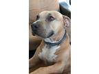 Salome, Labrador Retriever For Adoption In Beverly Hills, California