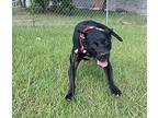 Liza, American Pit Bull Terrier For Adoption In Byron, Georgia
