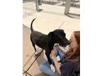 Montana, Labrador Retriever For Adoption In Benicia, California