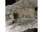 Callie F, Terrier (unknown Type, Medium) For Adoption In Somerset, Kentucky