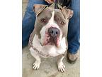 Stevie, American Pit Bull Terrier For Adoption In Ojai, California