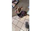 Gigi, Boston Terrier For Adoption In Escondido, California