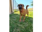 Coco, Border Terrier For Adoption In Benicia, California
