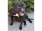 Nico, American Pit Bull Terrier For Adoption In Ojai, California