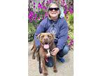 Glitter, Labrador Retriever For Adoption In Ojai, California
