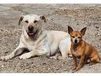 Hans Solo, Labrador Retriever For Adoption In Escondido, California