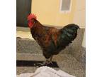Johann Sebastian Bawk, Chicken For Adoption In Bingham Farms, Michigan