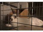 Rayne, Lionhead For Adoption In Hazard, Kentucky