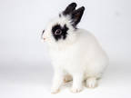 Elvis, Lionhead For Adoption In Kingston, Ontario