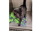Saelem, Domestic Shorthair For Adoption In Geneseo, Illinois