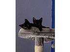 Buddha And Grape, Domestic Shorthair For Adoption In Carrollton, Texas