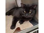 Booker, Domestic Shorthair For Adoption In Geneseo, Illinois