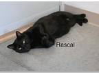 Rascal, Domestic Shorthair For Adoption In Geneseo, Illinois