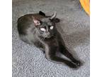 Buddy, Domestic Shorthair For Adoption In Hickory Hills, Illinois