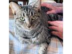 August, Domestic Shorthair For Adoption In Rutherfordton, North Carolina