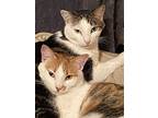 Annie And Andi, Domestic Shorthair For Adoption In Queen Creek, Arizona