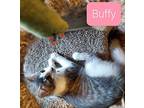 Buffy, Domestic Shorthair For Adoption In Maize, Kansas
