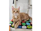 Tabasco, Domestic Shorthair For Adoption In Redwood Falls, Minnesota