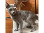 Cayenne, Domestic Shorthair For Adoption In San Bernardino, California