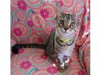 Freya, Domestic Shorthair For Adoption In Grand Junction, Colorado