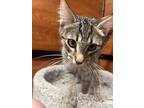 Curtis, Domestic Shorthair For Adoption In San Bernardino, California