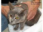 Ella, Domestic Mediumhair For Adoption In Hazard, Kentucky