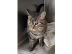 Jingle, Domestic Shorthair For Adoption In Geneseo, Illinois