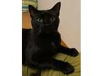 Raven, Sly, & Sage, American Shorthair For Adoption In Rochester, New York