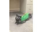 Gissell, Russian Blue For Adoption In Geneseo, Illinois