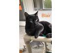 Blair, Domestic Shorthair For Adoption In Geneseo, Illinois