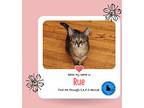 Rue, Domestic Shorthair For Adoption In Jacksonville, North Carolina