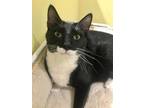 Herman, Domestic Shorthair For Adoption In Key West, Florida